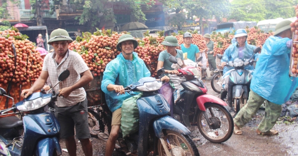 Lục Ngạn - Bắc Giang: Sắc đỏ, mầu của may mắn trên đất vải thiều