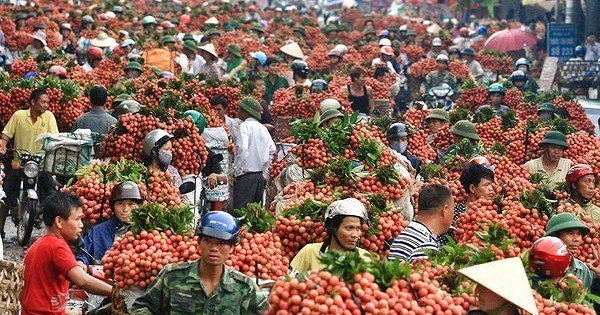 2 tháng, vải thiều đem về 6.300 tỷ cho Bắc Giang