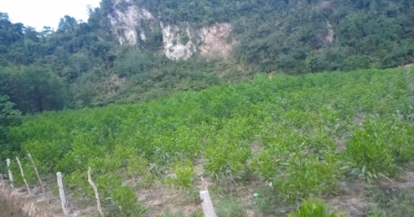 Chết lặng nhìn vườn keo gần 4.000 gốc bị “tàn sát” không thương tiếc