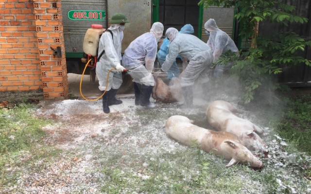 Xuất hiện dịch tả lợn ch&acirc;u Phi ở Đắk Lắk
