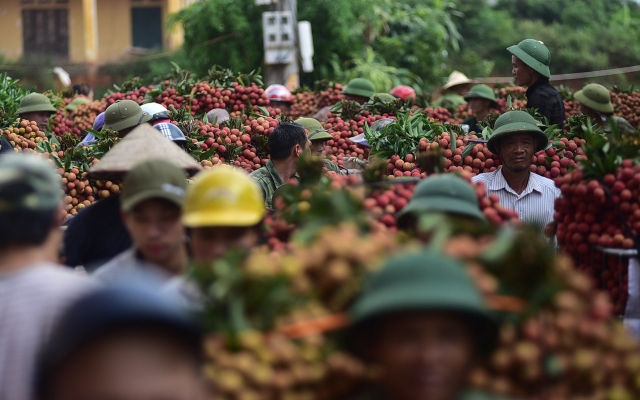 309 thương nhân Trung Quốc nhập cảnh để thu mua vải thiều Bắc Giang