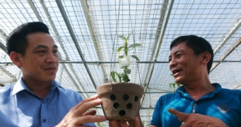 Đại gia Hà Nội nghiện "nàng Kiều Phi Yến”, có người trả 800 triệu vẫn không bán