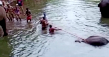 Voi mang thai mất mạng sau khi ăn trái cây nhồi pháo