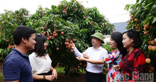 Tin kinh tế 6AM: Vải thiều sẵn sàng chinh phục thị trường Nhật Bản