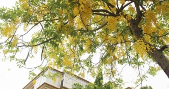 Rực rỡ sắc muồng Hoàng Yến, ngát hương thơm trong nắng hè Hà Nội