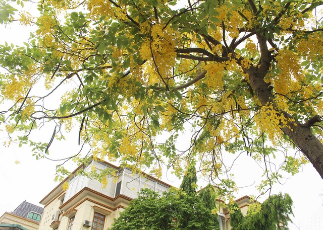 Những chùm hoa muồng vàng yến khoe hương khoe sắc dưới nắng hè