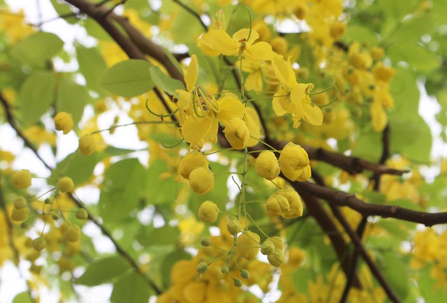 Muồng vàng yến hay còn có tên gọi khác là muồng hoàng hậu, hoa lồng đèn, bọ cạp vàng, mai dây và có nguồn gốc từ Nam Á