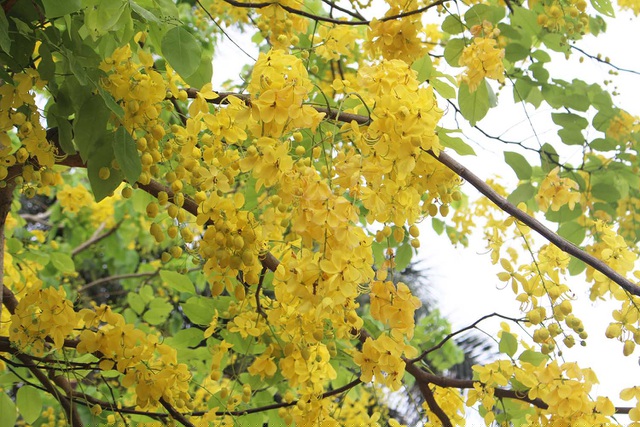 Vài năm trở lại đây, muồng hoàng yến được trồng trên nhiều tuyến phố ở Hà Nội, tạo nên một mảng màu bắt mắt khi hè về