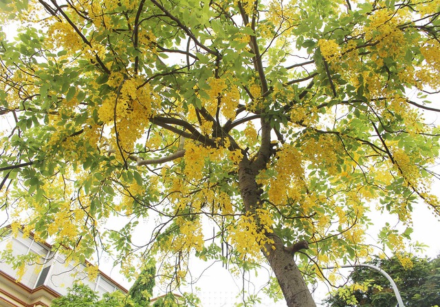 Mùa hoa thường bắt đầu từ tháng 5 cho tới hết tháng 7 