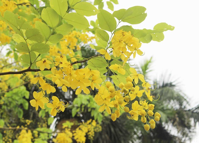 Bí kíp thu hút mọi ánh nhìn của muồng hoàng yến chính là sắc vàng óng mượt