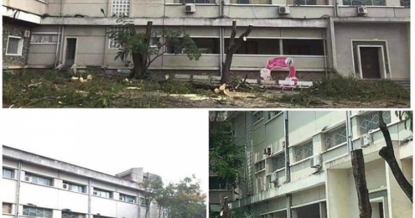 Chặt cây và hai tiếng 