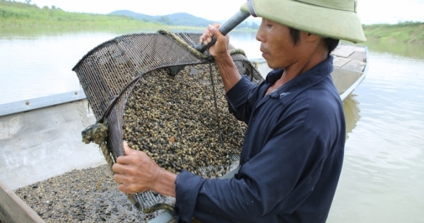 Nghề cào hến trên sông Lam