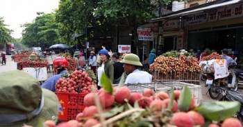 Tập đoàn Central Retail cam kết tiêu thụ 1.000 tấn vải thiều Lục Ngạn