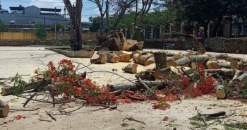 Lẽ nào sân trường vắng bóng cây xanh?