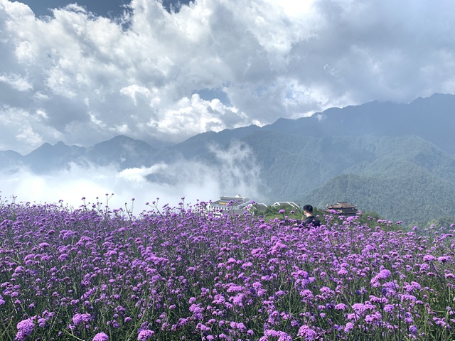 Loại hoa n&agrave;y c&ograve;n c&oacute; t&ecirc;n gọi l&agrave; cỏ roi ngựa, thường ra hoa v&agrave;o m&ugrave;a xu&acirc;n, th&acirc;n c&acirc;y cao tr&ecirc;n 1m, sức sống bền bỉ. 