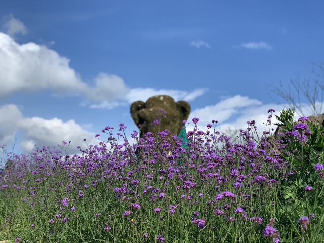 M&ugrave;a hoa M&atilde; tiền thảo k&eacute;o d&agrave;i trong v&agrave;i th&aacute;ng v&agrave; ra hoa li&ecirc;n tục trong khoảng thời gian n&agrave;y. B&ocirc;ng hoa n&agrave;y t&agrave;n, b&ocirc;ng hoa kh&aacute;c đ&atilde; kịp bung nở, khoe sắc.