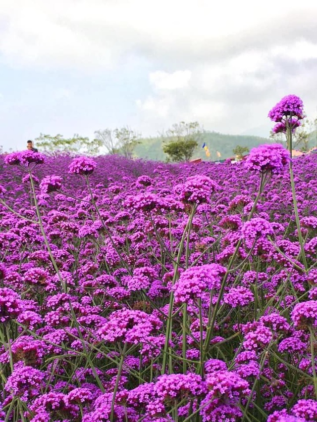 Đồi hoa đang được mở cửa miễn ph&iacute;, phục vụ du kh&aacute;ch tham quan, chụp ảnh