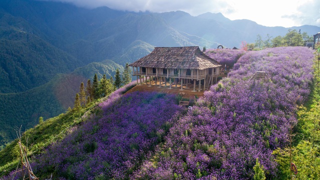 Cả một sườn đồi ở Sa Pa phủ t&iacute;m sắc t&iacute;m của m&atilde; tiền thảo. 