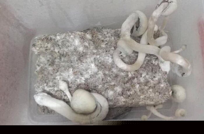 Cây nấm thức thần. Ảnh: CACC