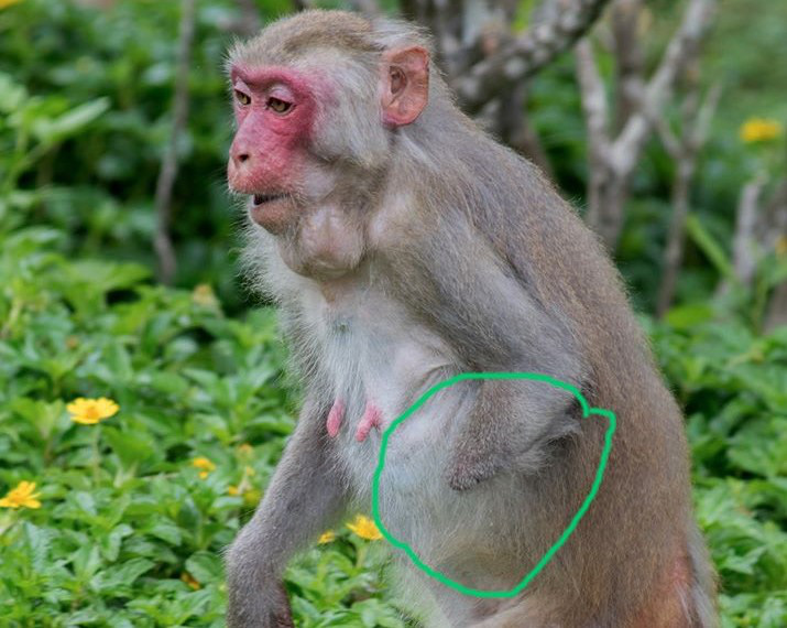 Phát hiện 1.370 bẫy thú ở Khu bảo tồn thiên nhiên Sơn Trà - Ảnh 1. Phát hiện 1.370 bẫy thú ở Khu bảo tồn thiên nhiên Sơn Trà - Ảnh 1.