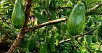 Học tỷ phú trồng bơ, "ẵm" 3 tỷ mỗi vụ