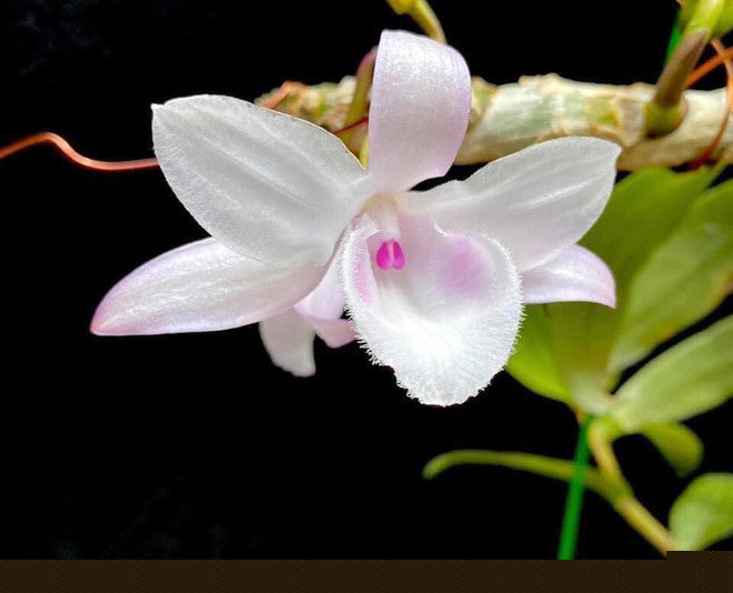 '&Ocirc;ng tr&ugrave;m' lan đột biến sở hữu 3 chậu lan 32 tỷ l&yacute; giải nguy&ecirc;n nh&acirc;n những chậu lan gi&aacute; tiền tỷ