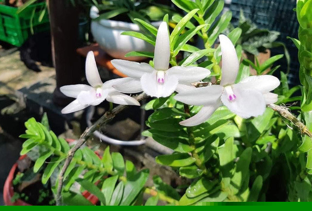 '&Ocirc;ng tr&ugrave;m' lan đột biến sở hữu 3 chậu lan 32 tỷ l&yacute; giải nguy&ecirc;n nh&acirc;n những chậu lan gi&aacute; tiền tỷ