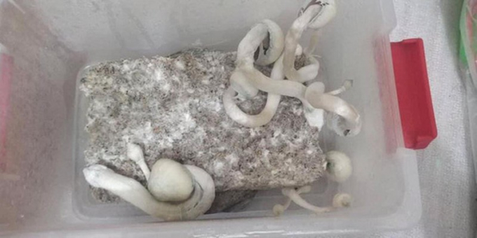 Nấm ma túy do Phương nuôi cấy.