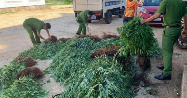 Đắk Lắk: Phát hiện hộ dân trồng hàng trăm cây cần sa trong rẫy cà phê