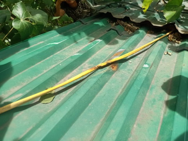 Đoạn dây điện bị rò rỉ được cho là nguyên nhân khiến lượng điện hao hụt