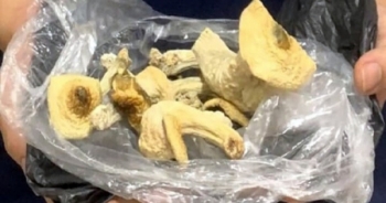 Ma tuý "nấm thức thần" đáng sợ ra sao?