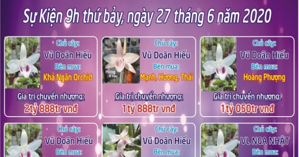 Phiên chợ hoa lan Bạch Tuyết 8 tỷ, xôn xao dân chơi đất Bắc