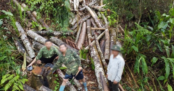 UBND tỉnh Hà Giang yêu cầu làm rõ về thực trạng phá rừng tự nhiên từ phản ánh của Pháp luật Plus