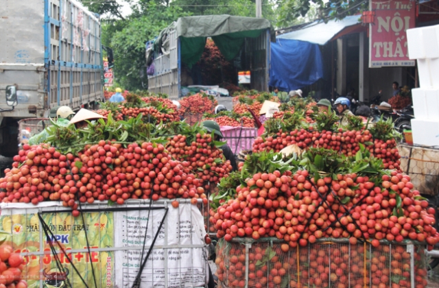 Bắc Giang xuất khẩu vải thiều sang Campuchia
