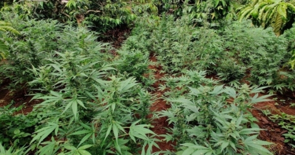 Đắk Lắk: Tiếp tục phát hiện 350 cây cần sa trái phép