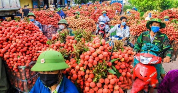 Vải thiều tiêu thụ tốt, giá ổn định