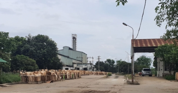 Nghệ An: Sản xuất gỗ bóc trái phép trong nhà máy tinh bột sắn Intimex