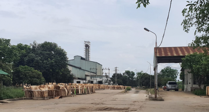 Khu vực cổng chính vào nhà máy tinh bột sắn Intimex thành sân phơi gỗ bóc