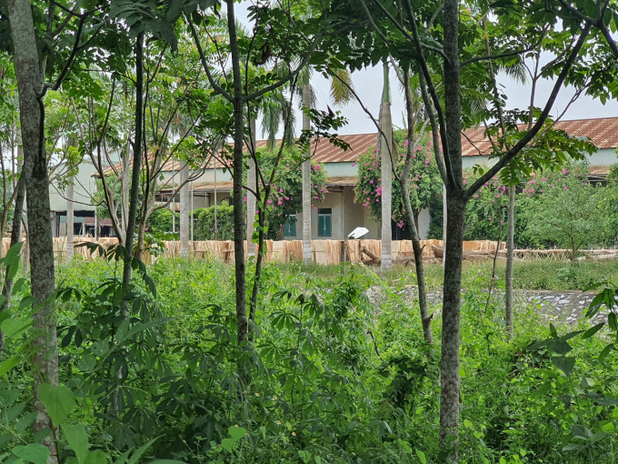 Gỗ bóc được tập kết trước khu nhà hành chính nhà máy tinh bột sắn Intimex