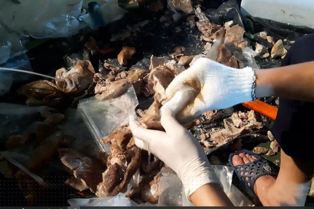 Ma tuý đuộc các đối tượng giấu trong dạ dày lợn .