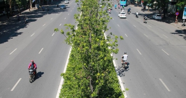 Hà Nội: Di dời hàng phong lá đỏ trong đêm để tránh nắng