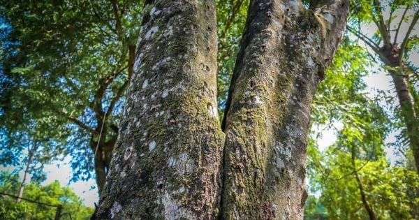 Vì sao Khánh Hòa lại được gọi là xứ Trầm Hương?