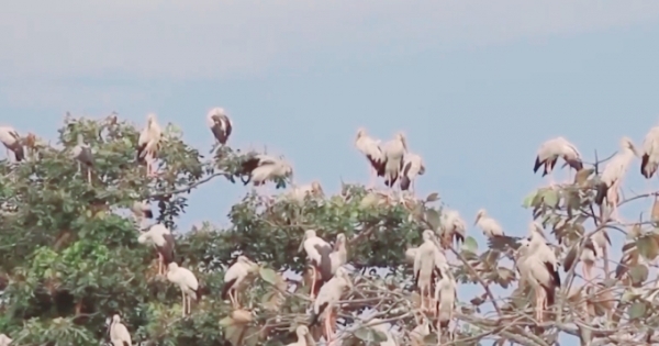 Hàng ngàn con "cò nhạn" quý hiếm về Vườn quốc gia Lò Gò - Xa Mát