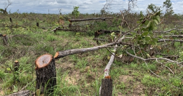 Vụ phá hơn 380 ha rừng tại huyện Ea Súp: Cơ quan công an đang mở rộng điều tra