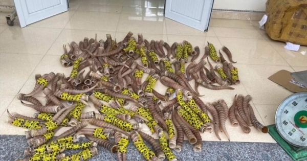 Cao Bằng: Tạm giữ lô hàng nghi là sừng động vật không rõ nguồn gốc