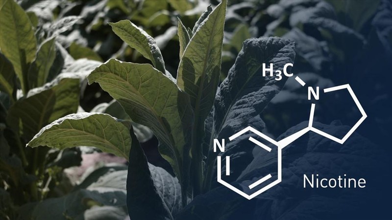 3 điều cần biết nếu bạn đang h&uacute;t thuốc l&aacute; ảnh 2