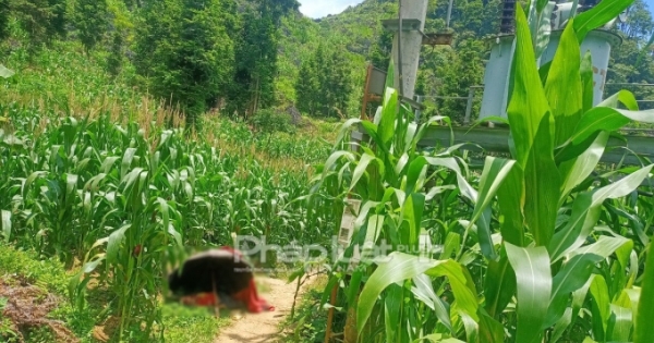 Hà Giang: Trèo cột điện để bắt chim, 1 cháu bé tử vong