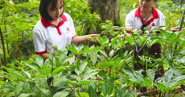 Chính phủ phê duyệt Chương trình phát triển Sâm Việt Nam đến năm 2030, định hướng đến năm 2045