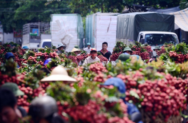 Bắc Giang ti&ecirc;u thụ hơn 20 ngh&igrave;n tấn vải thiều sớm, hơn một nửa xuất khẩu đi nước ngo&agrave;i