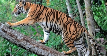 Sơn La xuất hiện 2 cá thể hổ ở huyện Mộc Châu